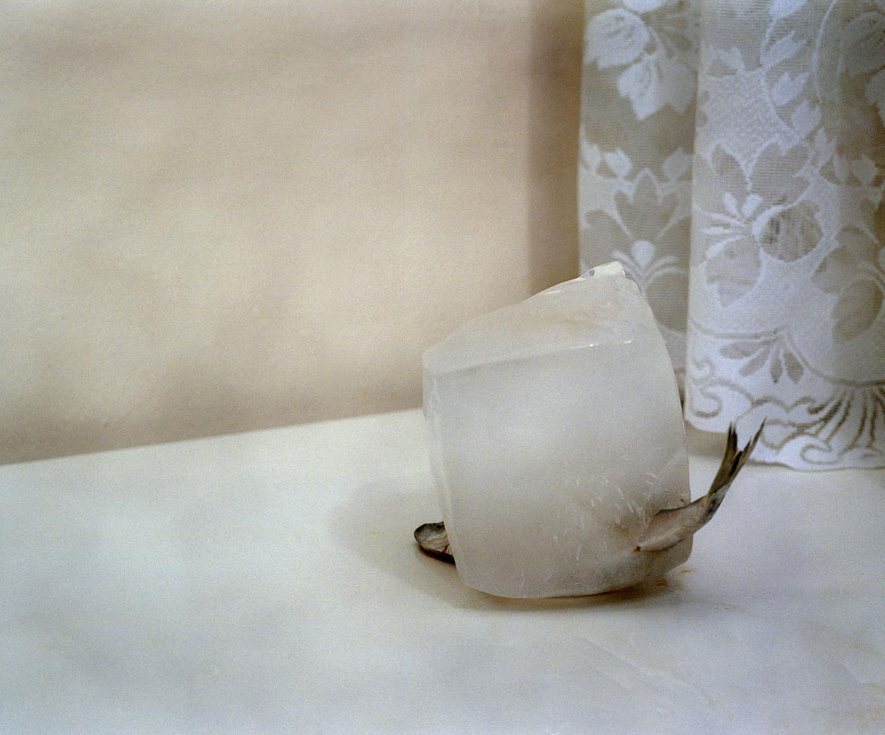 Sara Naim, 'Fish 1 [Still Life series]', 2009, C-type Digital Print, 50.8 x 43.18 cm. Image courtesy the artist and The Third Line.